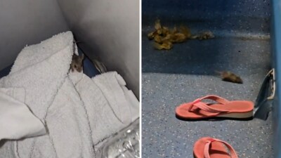 A passenger's AC tier journey was disrupted by mice infestation on South Bihar Express. (X/@pkg196) A passenger's AC tier journey was disrupted by mice infestation on South Bihar Express. (X/@pkg196)