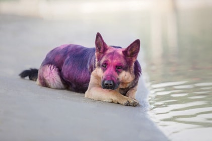Pets get distressed over the chaos. (Shutterstock) Pets get distressed over the chaos. (Shutterstock)