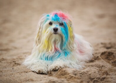 Holi colours pose a risk to their fur. (Shutterstock) Holi colours pose a risk to their fur. (Shutterstock)