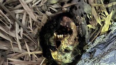 Human skull found in suitcase dumped along Mum–Ahd hwy Human skull found in suitcase dumped along Mum–Ahd hwy