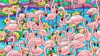 A colourful optical illusion featuring flamingos puzzled viewers. (X/@piedpiperlko) A colourful optical illusion featuring flamingos puzzled viewers. (X/@piedpiperlko)