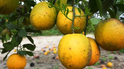 A cluster of oranges grow in a grove Tuesday, Feb. 18, 2025, in Sebring, Fla. The Florida citrus production has been steadily decreased due to diseases, hurricanes, freezes, changes in tastes and development pressures. (AP Photo/Marta Lavandier) (AP) A cluster of oranges grow in a grove Tuesday, Feb. 18, 2025, in Sebring, Fla. The Florida citrus production has been steadily decreased due to diseases, hurricanes, freezes, changes in tastes and development pressures. (AP Photo/Marta Lavandier) (AP)