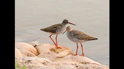 Common redshanks on the Sukhna stones. (Lalit Mohan Bansal) Common redshanks on the Sukhna stones. (Lalit Mohan Bansal)
