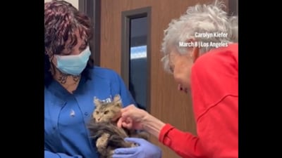 A cat feared dead in a California wildfire was reunited with her owner after two months. (X/@AP) A cat feared dead in a California wildfire was reunited with her owner after two months. (X/@AP)