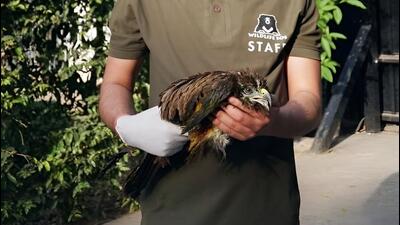 The bird, which is one of the most common raptors in Delhi-NCR, underwent a veterinary examination and was treated for its injuries. (HT Photo) The bird, which is one of the most common raptors in Delhi-NCR, underwent a veterinary examination and was treated for its injuries. (HT Photo)