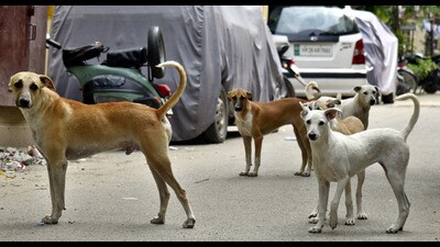 The number of dogs allowed per household now depends on its area, and Indie adoption is favoured. Pitbulls, rottweilers, and other “aggressive” breeds are banned for new ownership and breeding. (HT File Photo)