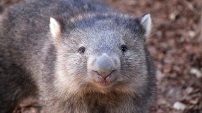 Prime Minister Anthony Albanese said the video of the young wombat being grabbed was “just an outrage.” (AP/Representative image)