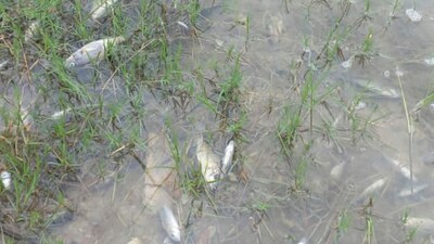This image taken from video Wednesday, February 19, 2025, shows dead fish in the Kafue River near the town of Luanshya, Zambia. (AP Photo/Richard Kille) This image taken from video Wednesday, February 19, 2025, shows dead fish in the Kafue River near the town of Luanshya, Zambia. (AP Photo/Richard Kille)