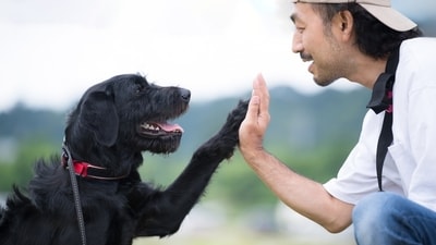 Play with your dog whenever you are stressed. (Shutterstock) Play with your dog whenever you are stressed. (Shutterstock)