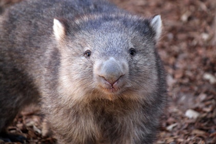 Wombats, known for their cube-shaped feces, use their distinct intestinal structure to create these forms. Recent research reveals how stiff and soft regions in their intestines shape waste. This unique trait may inspire new methods in material engineering. (AP/Representative image) Wombats, known for their cube-shaped feces, use their distinct intestinal structure to create these forms. Recent research reveals how stiff and soft regions in their intestines shape waste. This unique trait may inspire new methods in material engineering. (AP/Representative image)