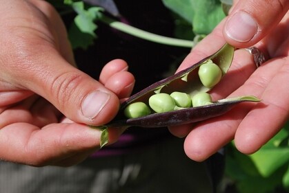 Eating more legumes and reducing red meat can improve bone health. Eating more legumes and reducing red meat can improve bone health.