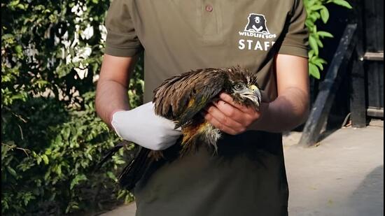 The bird, which is one of the most common raptors in Delhi-NCR, underwent a veterinary examination and was treated for its injuries. (HT Photo)