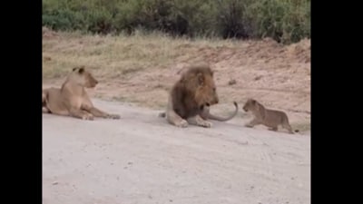 A lion cub playfully scared its sleeping parents in a viral video. (X/@AMAZlNGNATURE) A lion cub playfully scared its sleeping parents in a viral video. (X/@AMAZlNGNATURE)