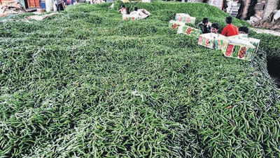 Workers work on Green Chilli packging at APMC Market, Vashi, Navi Mumbai. pic: Bachchan Kumar