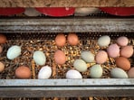 The US has asked Denmark to export eggs to help tackle America’s ongoing shortage