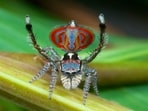 Spider