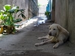 The injured dog has been rescued and is receiving medical care. (Representational Image) The injured dog has been rescued and is receiving medical care. (Representational Image)