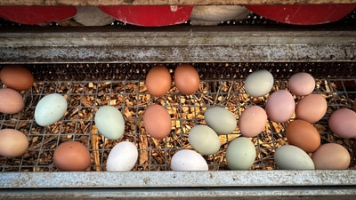 The US has asked Denmark to export eggs to help tackle America’s ongoing shortage (Representational image/Reuters)