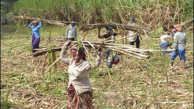 Farmers load harvested sugarcane onto a tractor in Karad (Hindustan Times) Farmers load harvested sugarcane onto a tractor in Karad (Hindustan Times)