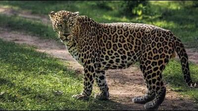 The Madhya Pradesh forest department said by shifting leopards they wanted to improve the prey base for cheetahs. (Representational image) The Madhya Pradesh forest department said by shifting leopards they wanted to improve the prey base for cheetahs. (Representational image)