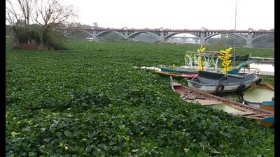 This oxygen depletion is fatal to aquatic life, causing irreparable damage to the river’s biodiversity.says Venkatesh Dutta, an environmentalist. (Sourced) This oxygen depletion is fatal to aquatic life, causing irreparable damage to the river’s biodiversity.says Venkatesh Dutta, an environmentalist. (Sourced)