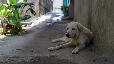 The injured dog has been rescued and is receiving medical care. (Representational Image) (Unsplash) The injured dog has been rescued and is receiving medical care. (Representational Image) (Unsplash)