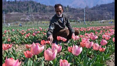 A gardener works at Asia's largest Tulip Garden in Srinagar on Tuesday. (Waseem Andrabi /HT) A gardener works at Asia's largest Tulip Garden in Srinagar on Tuesday. (Waseem Andrabi /HT)