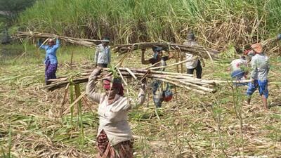 According to the GR, FRP for sugarcane was to be finalised based on sugar recovery during the season, after deducting average harvesting and transportation costs (Hindustan Times) According to the GR, FRP for sugarcane was to be finalised based on sugar recovery during the season, after deducting average harvesting and transportation costs (Hindustan Times)