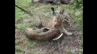 A male leopard broke up a fierce fight between two females. (X/@AMAZlNGNATURE)