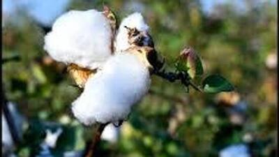 The Punjab government may have been motivating Malwa farmers to expand the area under cotton as the sowing will begin from the first week of April, in the absence of genetically modified Bollgard-III stage of BT seeds resistant to pink bollworm pest, the efforts may yield the desired results. (HT File) The Punjab government may have been motivating Malwa farmers to expand the area under cotton as the sowing will begin from the first week of April, in the absence of genetically modified Bollgard-III stage of BT seeds resistant to pink bollworm pest, the efforts may yield the desired results. (HT File)