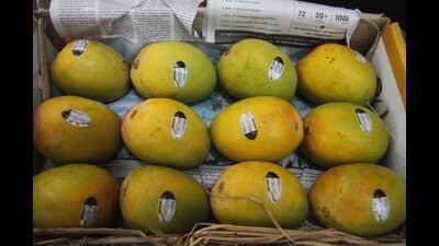 The Society has collaborated with Mumbai-based Sun Solutions, a company specialising in patented UID technology, to introduce the stringent identification mechanism. (HT PHOTO) The Society has collaborated with Mumbai-based Sun Solutions, a company specialising in patented UID technology, to introduce the stringent identification mechanism. (HT PHOTO)