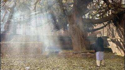 The pilkhan tree shedding its leaves in the courtyard beside Ghalib’s grave. The pilkhan tree shedding its leaves in the courtyard beside Ghalib’s grave.