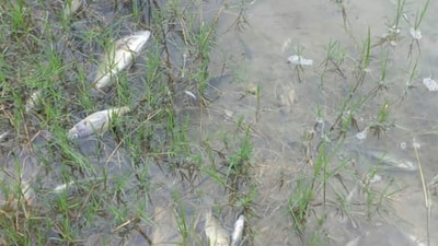 A microalgal bloom created by unusual weather conditions was suspected to have sickened humans and marine life (AP/representative ) A microalgal bloom created by unusual weather conditions was suspected to have sickened humans and marine life (AP/representative )