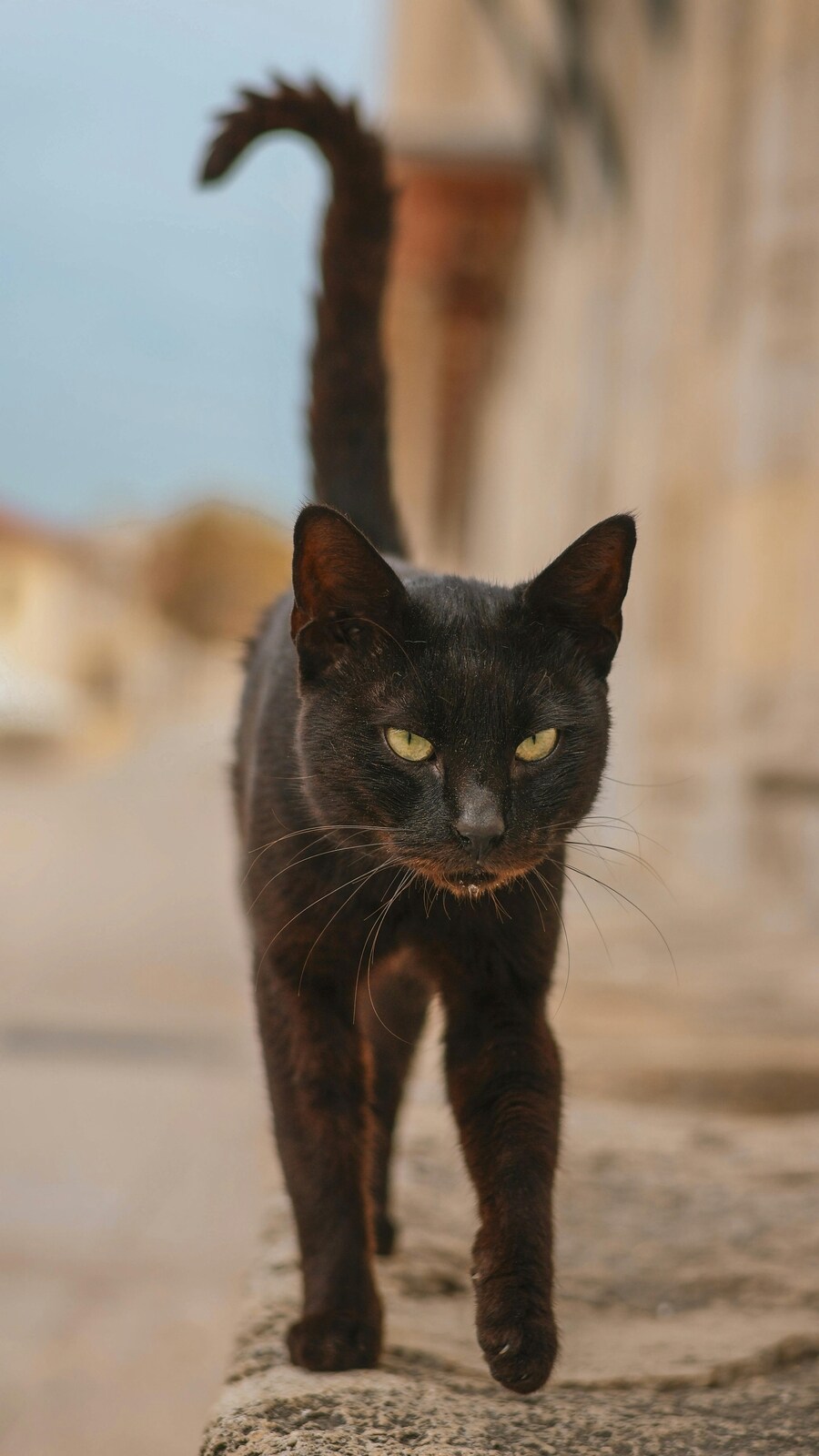 Miniature Black Cat Breeds Miniature Black Cat Breeds