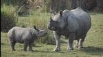 A rhino census was held in West Bengal’s Jaldapara and Gorumara National Parks in the first week of March. (Representational image)