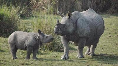 A rhino census was held in West Bengal’s Jaldapara and Gorumara National Parks in the first week of March. (Representational image)