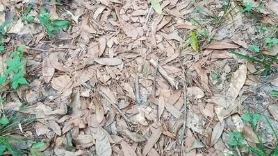 An optical illusion showed a snake hidden among leaves, baffling users. Many struggled to spot it. (X/@piedpiperlko) An optical illusion showed a snake hidden among leaves, baffling users. Many struggled to spot it. (X/@piedpiperlko)