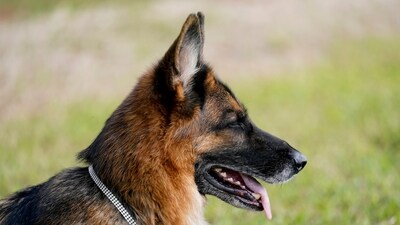 The dog fatally attacked the 90-year-old woman last Friday (AP/Representational image) The dog fatally attacked the 90-year-old woman last Friday (AP/Representational image)