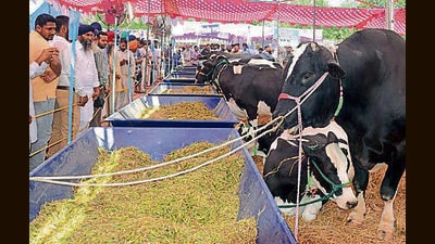 In the buffalo category, Gurlal Singh from Kararwala village in Bathinda district will be awarded. (HT Photo) In the buffalo category, Gurlal Singh from Kararwala village in Bathinda district will be awarded. (HT Photo)