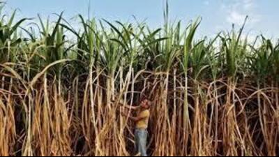 The chief minister also urged the Uttarakhand government to investigate the reasons behind the delay in payment and take necessary action to ensure the immediate release of the outstanding amount to the affected farmers. (HT File)