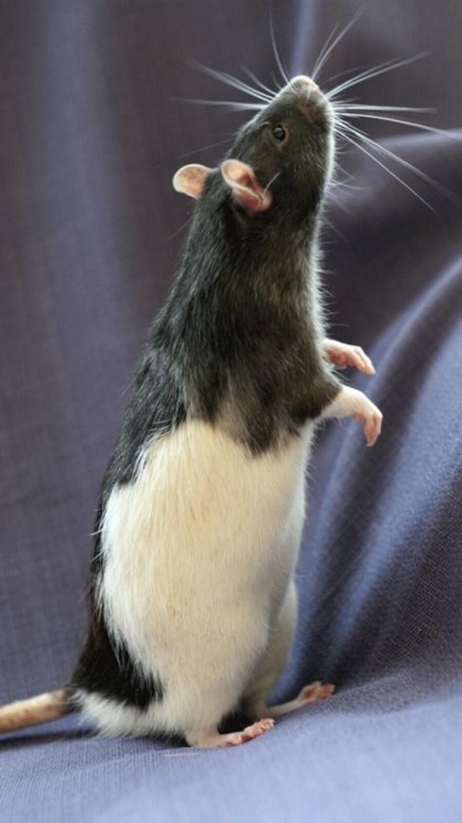 How Rats See Colour Surprising animals that are colour blind | Hindustan Times