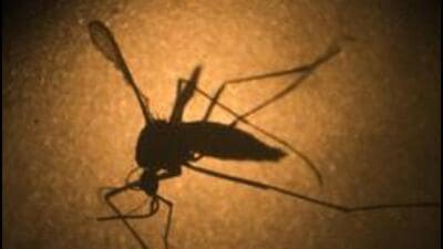 ICMR-NIV Pune to study impact of Zika virus on pregnancy and birth outcomes in Zika-positive mothers post the virus outbreak reported in Pune district last year. (AP FILE (PIC FOR REPRESENTATION)) ICMR-NIV Pune to study impact of Zika virus on pregnancy and birth outcomes in Zika-positive mothers post the virus outbreak reported in Pune district last year. (AP FILE (PIC FOR REPRESENTATION))