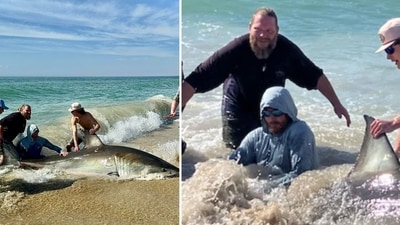 North Carolina fishermen catch, release giant great white shark in scary video (Sean Luke and The Sea/Facebook) North Carolina fishermen catch, release giant great white shark in scary video (Sean Luke and The Sea/Facebook)