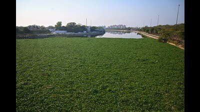 Water hyacinth in Gomti (Mushtaq Ali/HT) Water hyacinth in Gomti (Mushtaq Ali/HT)