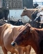 Chief minister Devendra Fadnavis has announced that repeat offenders involved in cow and bovine slaughtering and trafficking will be booked under the Maharashtra Control of Organised Crime Act (MCOCA). (Hindustan Times) Chief minister Devendra Fadnavis has announced that repeat offenders involved in cow and bovine slaughtering and trafficking will be booked under the Maharashtra Control of Organised Crime Act (MCOCA). (Hindustan Times)