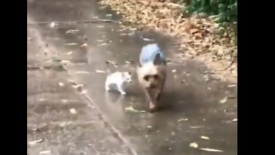 A video of a dog rescuing a stray kitten by guiding it home went viral. (X/@AMAZlNGNATURE) A video of a dog rescuing a stray kitten by guiding it home went viral. (X/@AMAZlNGNATURE)