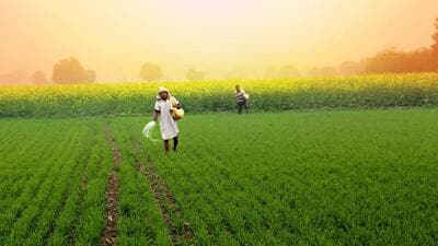The excessive use of fertilisers and pesticides created a vicious cycle, exacerbating the need for more chemicals to maintain productivity. (HT File) The excessive use of fertilisers and pesticides created a vicious cycle, exacerbating the need for more chemicals to maintain productivity. (HT File)