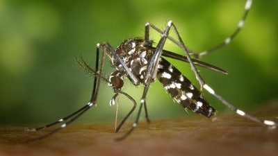 CDC warns of rise in dengue fever cases among US travellers CDC warns of rise in dengue fever cases among US travellers