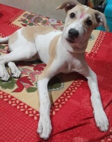 Bruno is fully vaccinated and quite a playful fella!