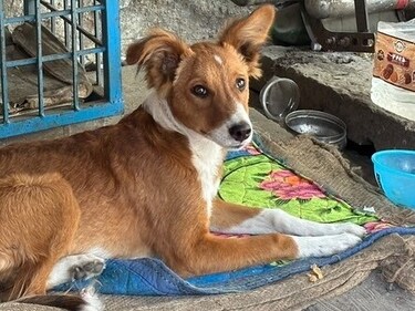Gimmy is a 4-month-old Indie pup.